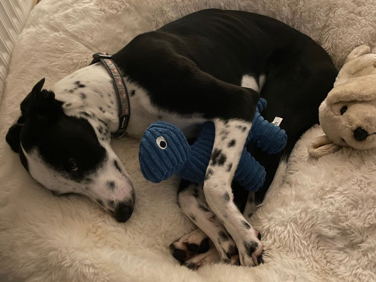 The Dog Who Learned Through&nbsp;Love.