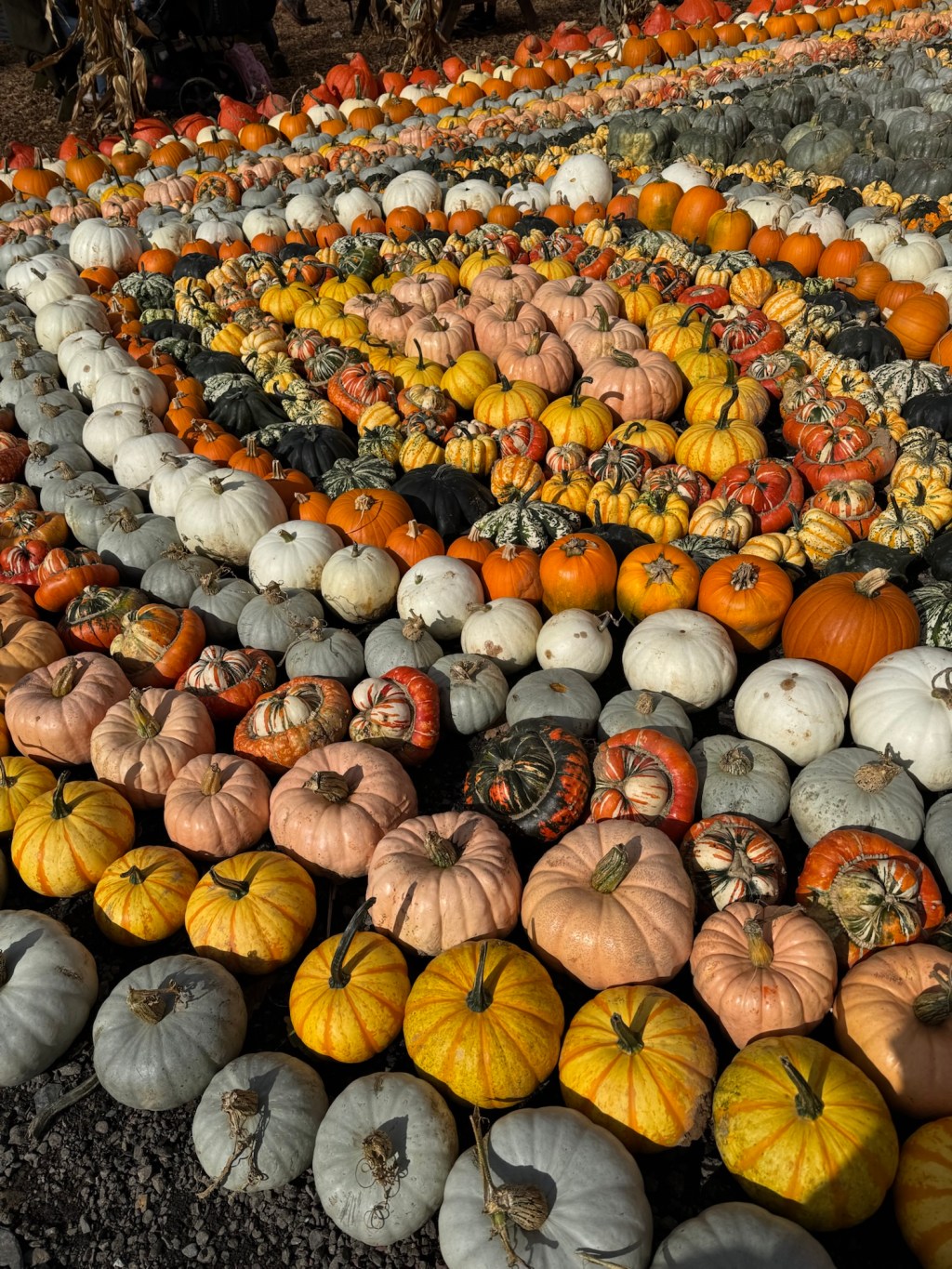 My Top Ten Facts on&nbsp;Belonging